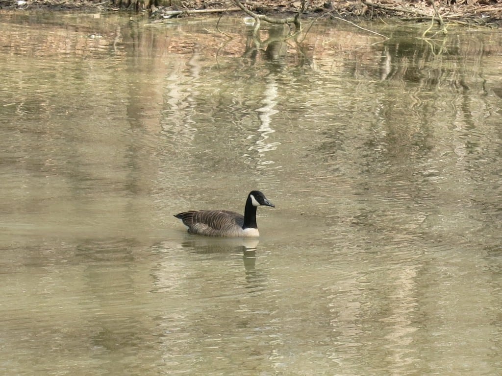 Eastgate Park, Goose on Cooper's Pond, Best Raleigh Neighborhoods, Parks and Trails, Midtown